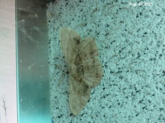 Lytrosis