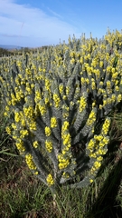 Aspalathus argyrophanes