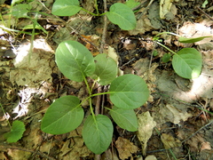Pyrola rotundifolia