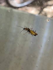 Chauliognathus lugubris