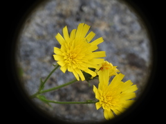Hieracium amplexicaule