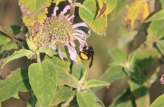 Melissodes bimaculatus