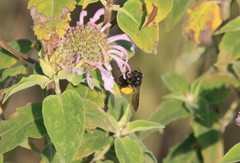 Melissodes bimaculatus