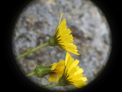 Hieracium amplexicaule