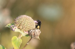 Melissodes bimaculatus