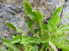 Hieracium amplexicaule