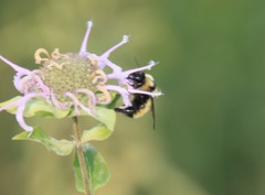 Bombus fervidus