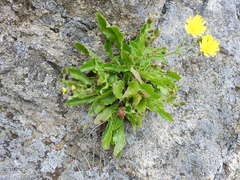 Hieracium amplexicaule
