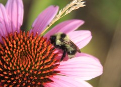 Bombus rufocinctus