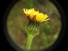 Hypochaeris maculata