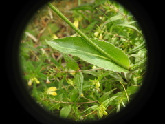 Hypochaeris maculata