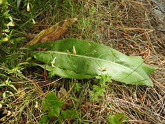 Hypochaeris maculata