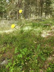 Hypochaeris maculata