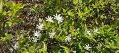 Jasminum multipartitum
