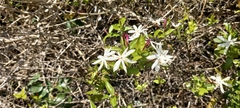 Jasminum multipartitum