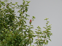 Carpodacus erythrinus grebnitskii