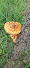 Pholiota