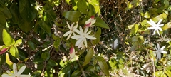 Jasminum multipartitum