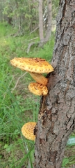 Pholiota