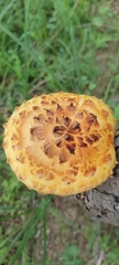 Pholiota