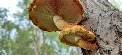 Pholiota
