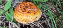 Pholiota
