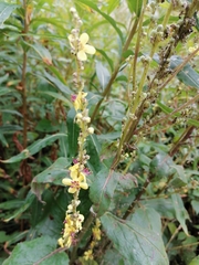 Verbascum nigrum