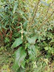Verbascum nigrum