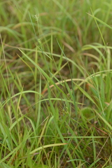 Scleria novae-hollandiae