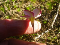 Oxalis argyrophylla