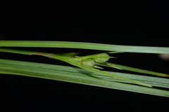 Scleria novae-hollandiae