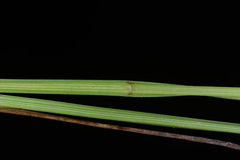 Scleria novae-hollandiae