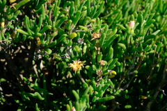 Delosperma crassum