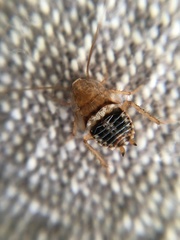 Planuncus tingitanus