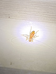 Camptonotus carolinensis