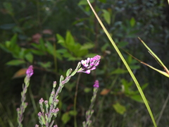 Comesperma hispidulum