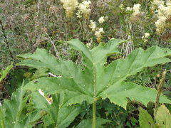 Heracleum sphondylium pyrenaicum