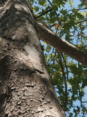 Cicada mordoganensis