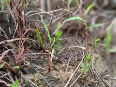Polygala polifolia