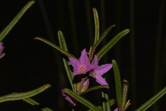 Boronia hapalophylla