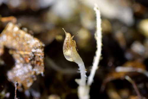 Image of Corybas cryptanthus by (c) Christopher Stephens, some rights reserved (CC BY-SA)