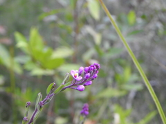 Comesperma hispidulum