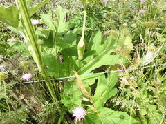 Heracleum sphondylium pyrenaicum