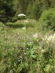Heracleum sphondylium pyrenaicum