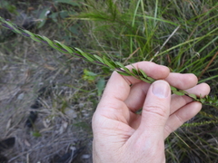 Comesperma hispidulum