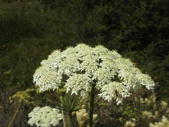 Heracleum sphondylium pyrenaicum