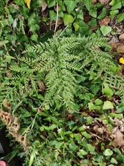 Asplenium adiantum-nigrum