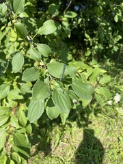 Ischnura verticalis