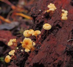 Xeromphalina leonina