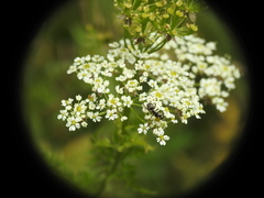 Chaerophyllum aureum